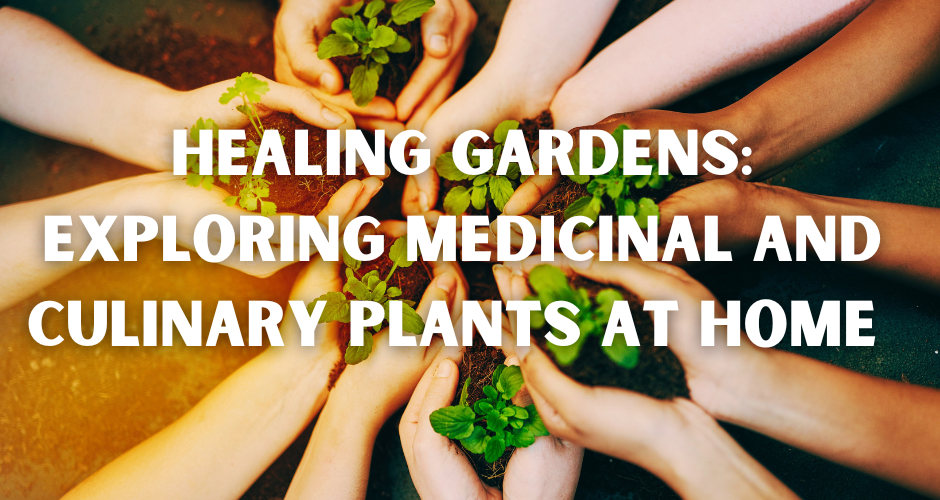 Healing Gardens:  Exploring Medicinal and Culinary Plants at Home